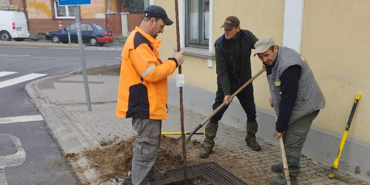 Csaknem hetven facsemetét ültettek el a városgazdák az elmúlt hetekben