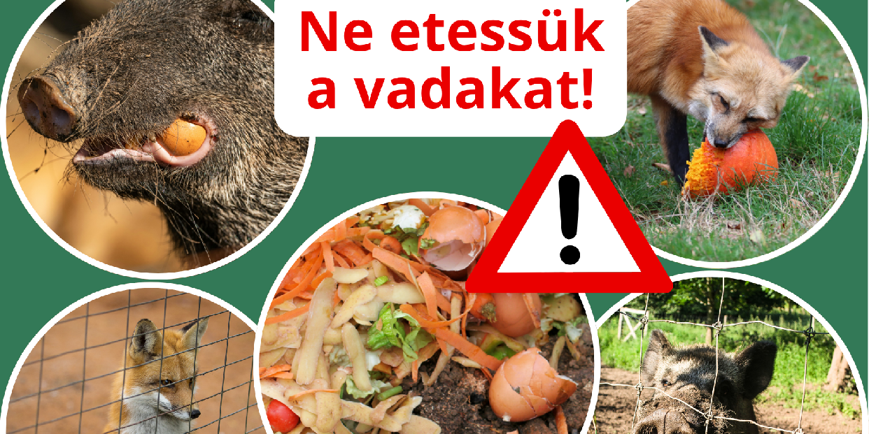 Ne etessük a vadat! – Fontos tudnivalók a városi vadetetés veszélyeiről