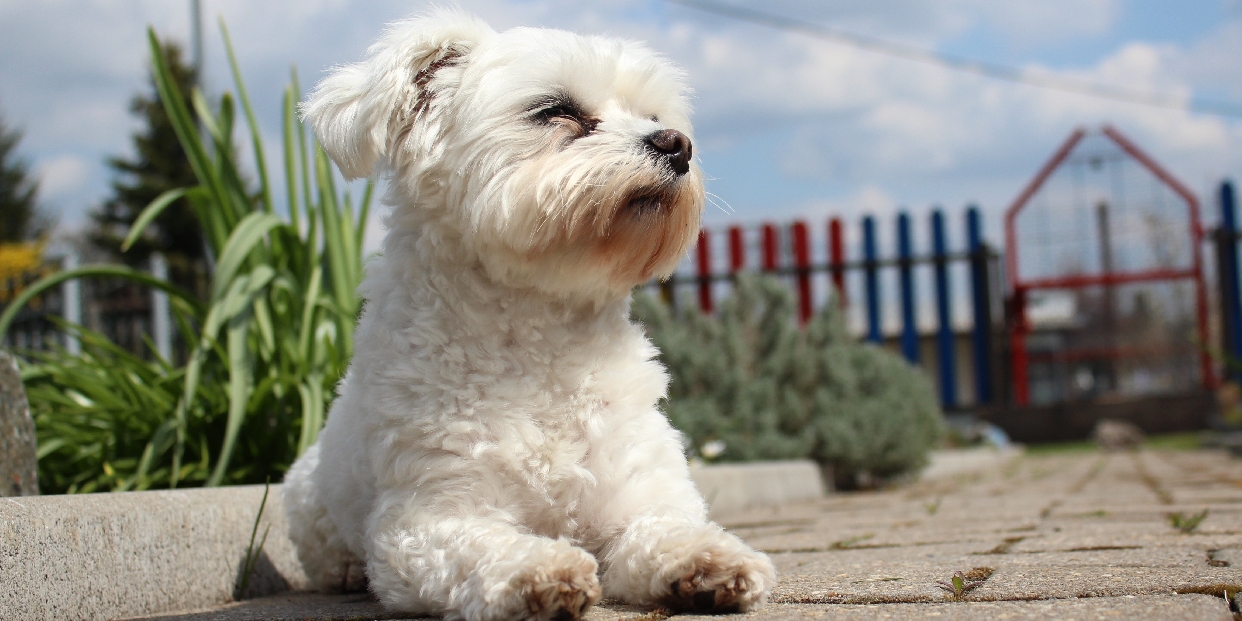 Jön még kutyára dér?