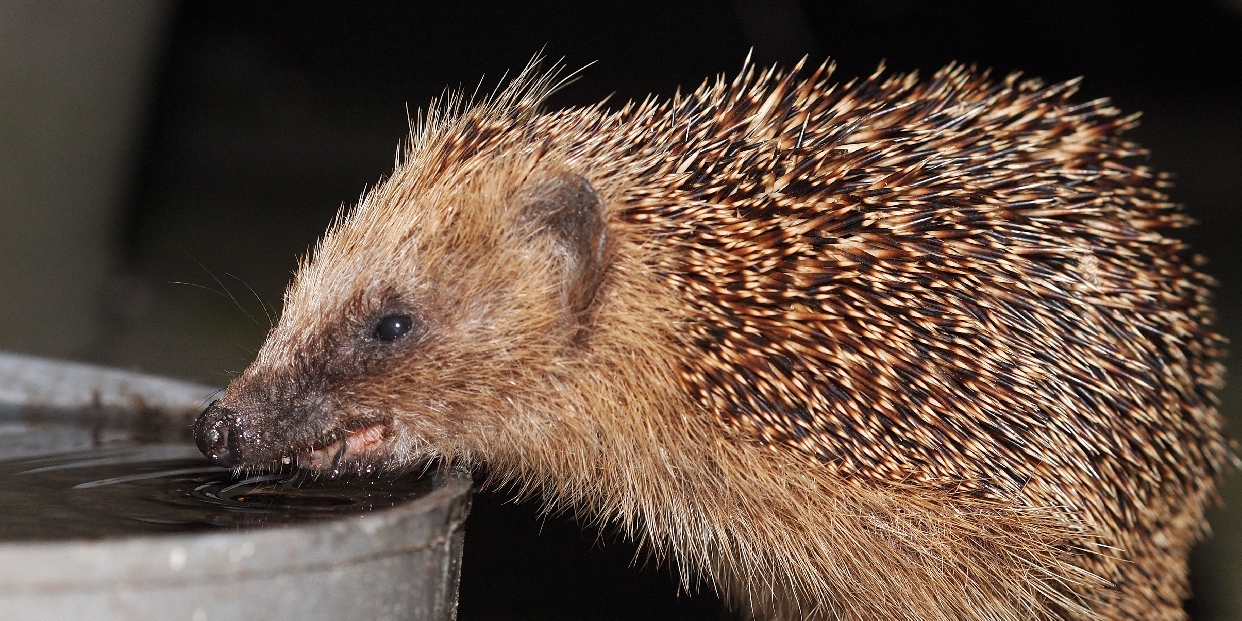 Sünök a kertekben – tavaszi tudnivalók