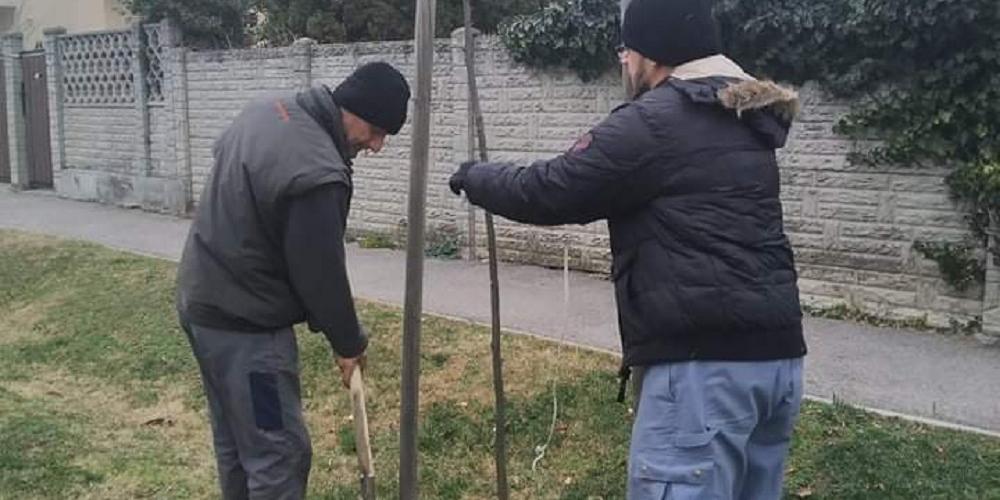 34 fát ültettek el az ősz folyamán a város közterületein