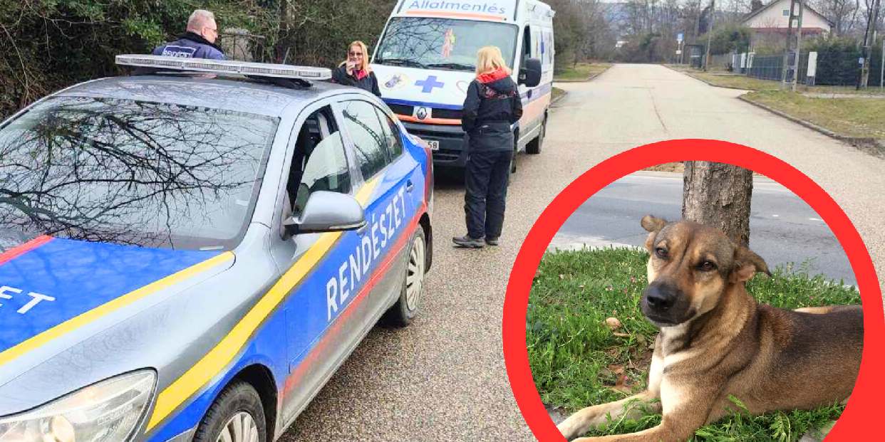 Ne engedje kiszökni a kutyáját - súlyos bírságot kaphat érte