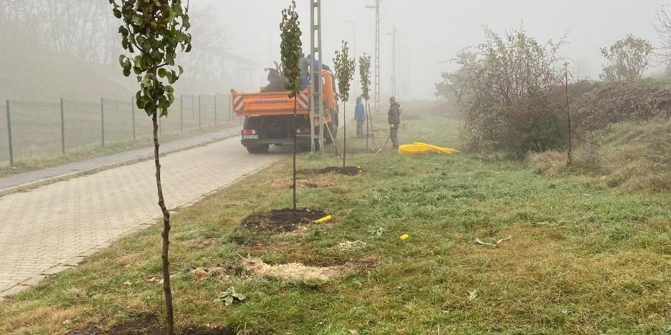 Több, mint ötven facsemetét ültettek el a városgazdák