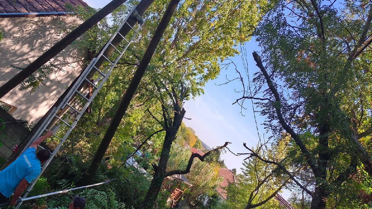Vezetékre dőlt fát távolított el a Városgazda