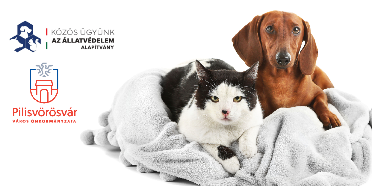 Ingyenes ivartalanítási program a rászorulóknak Pilisvörösváron – a felelős állattartásért