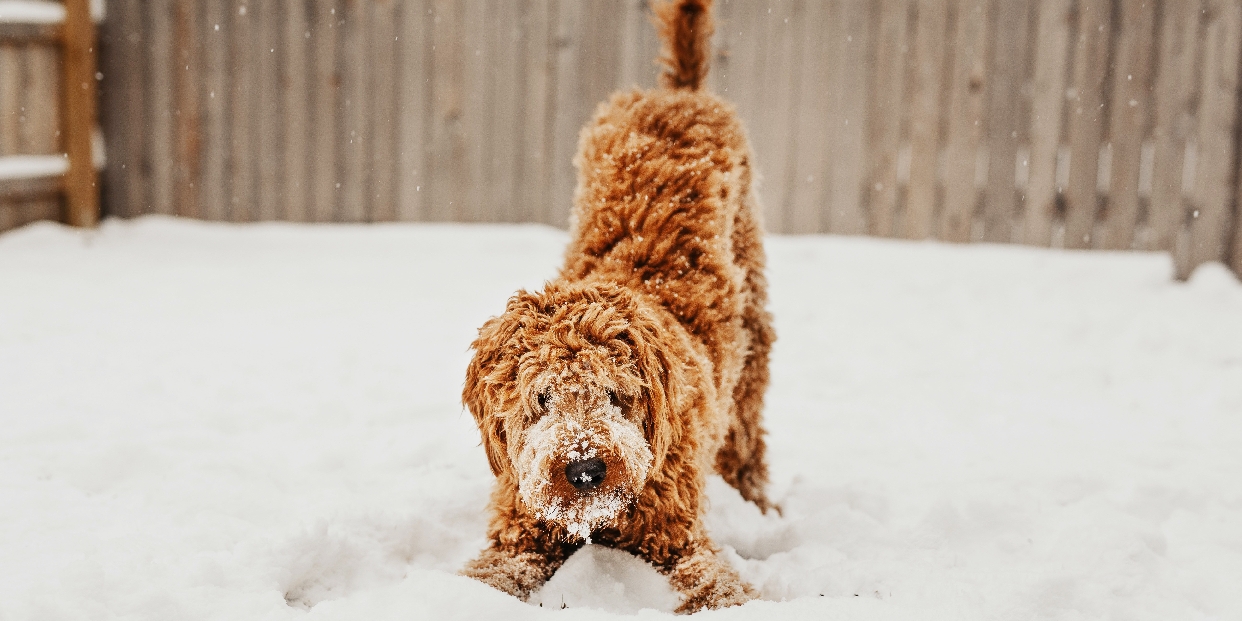 Mínuszok az időjárásban, pluszok az állatvédelemben
