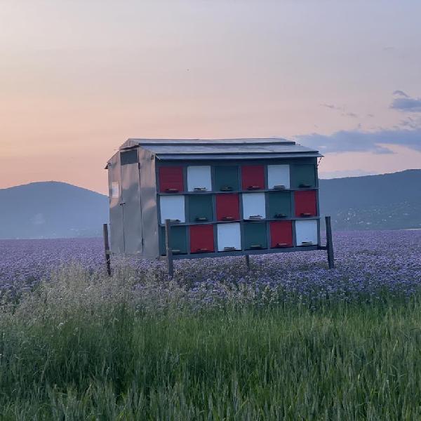 Vigyázzunk a szántóföldek gyönyörű növényeire