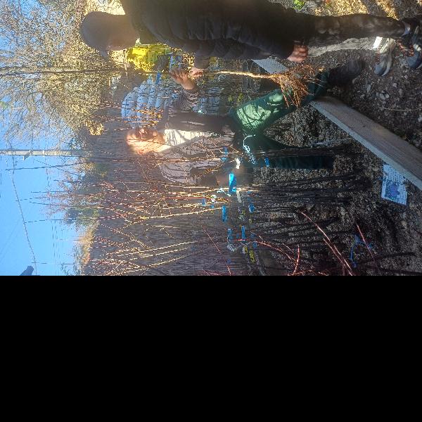 Minden kis élet mellé egy fa – újabb 30 család kapott gyümölcsfacsemetét Pilisvörösváron