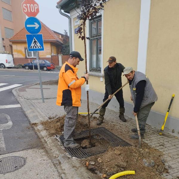 Csaknem hetven facsemetét ültettek el a városgazdák az elmúlt hetekben