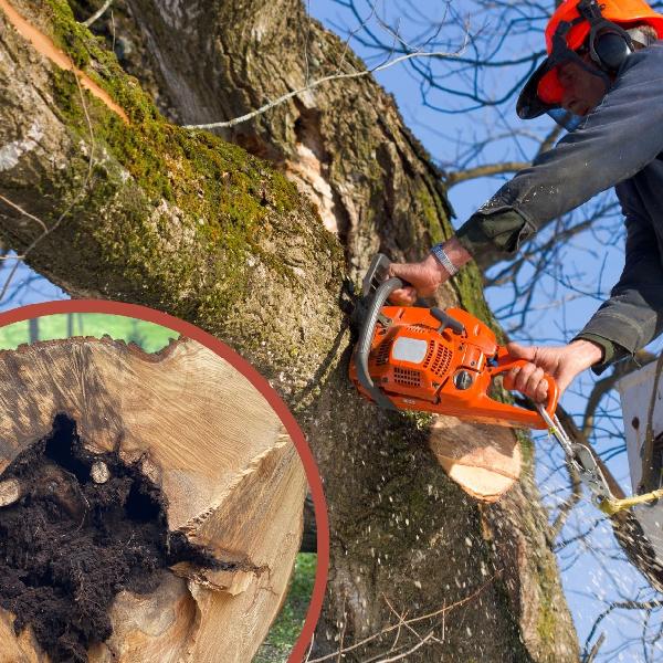 Fák kivágásának szabályai Pilisvörösváron