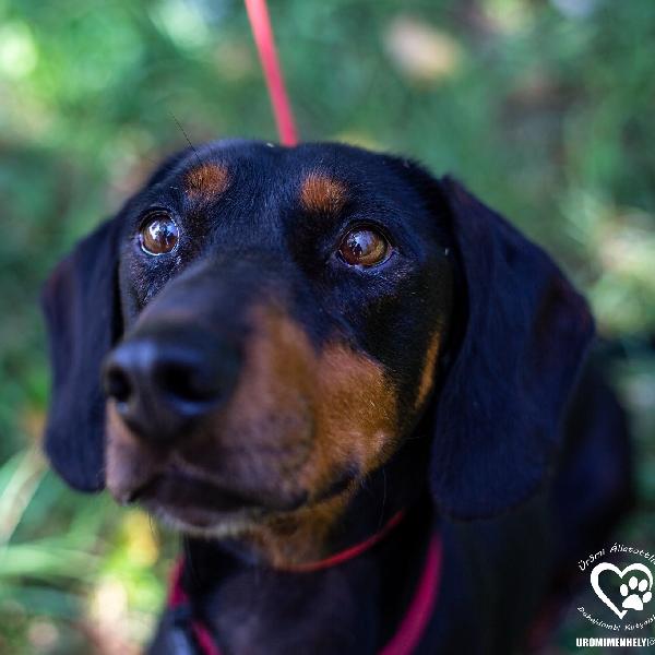 Gazdit keresnek az Ürömi Állatotthon lakói