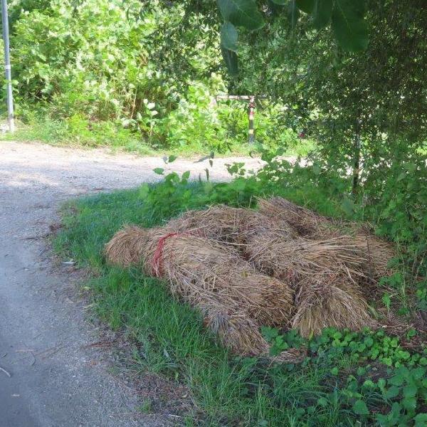 Ismét megszaporodtak az illegális zöldhulladéklerakók