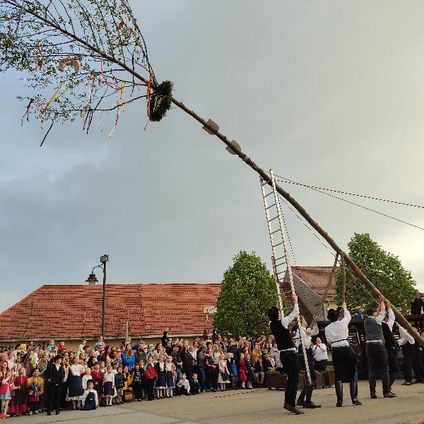 Májusfaállítás a Fő téren