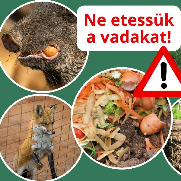 Ne etessük a vadat! – Fontos tudnivalók a városi vadetetés veszélyeiről