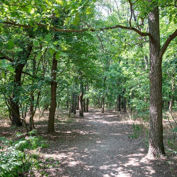 Erdőgazdálkodási munkák Pilisvörösvár térségében