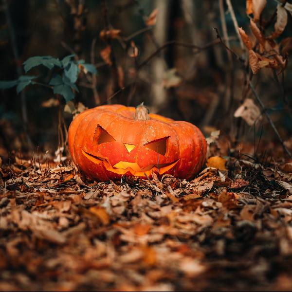 Rossz ötlet a halloweentököket az erdőbe vinni